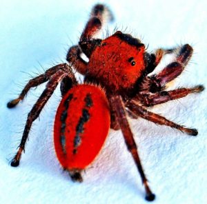 Красный паук
