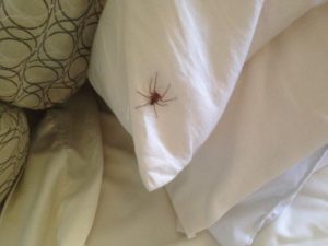 паук на кровати