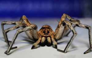 Встреча с пауком в доме или квартире: к добру или неприятностям?